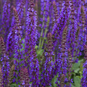 Salvia 'East Friesland'