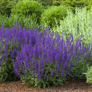 Salvia 'May Night'
