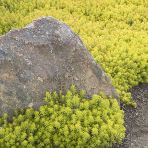 Sedum 'Angelina'