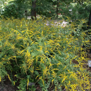 Goldenrod 'Fireworks'
