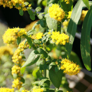 Goldenrod 'Golden Fleece'