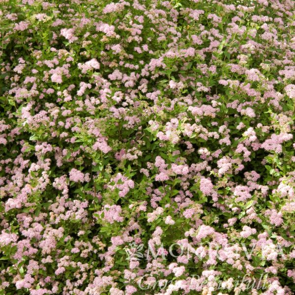 Spirea 'Little Princess' - Image 2