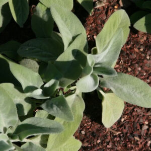 Stachys 'Helen von Stein'