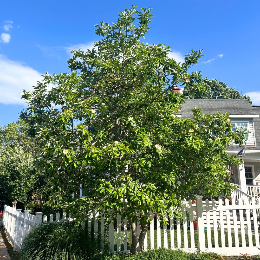 Magnolia 'Sweet Bay'