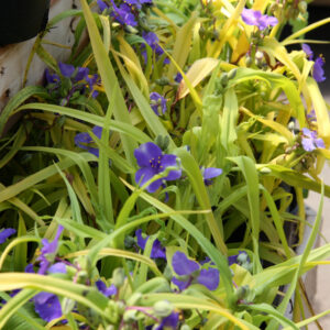 Tradescantia 'Sweet Kate'