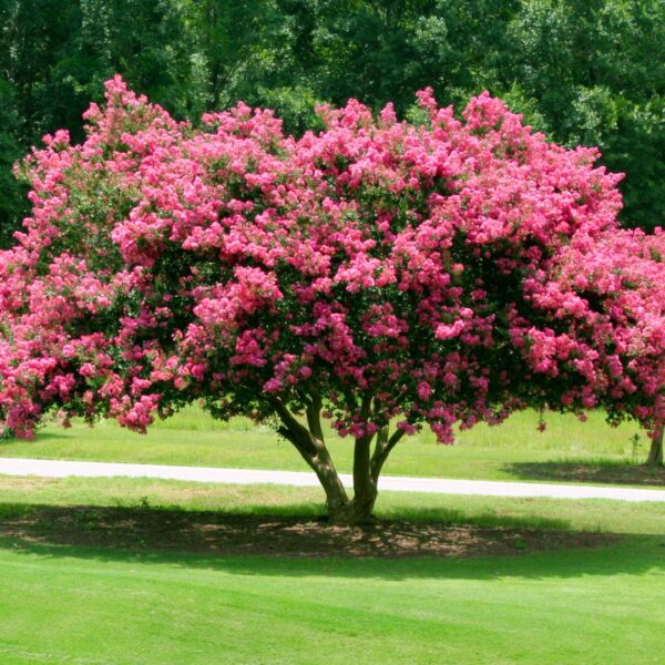 Tuscarora Crape Myrtle