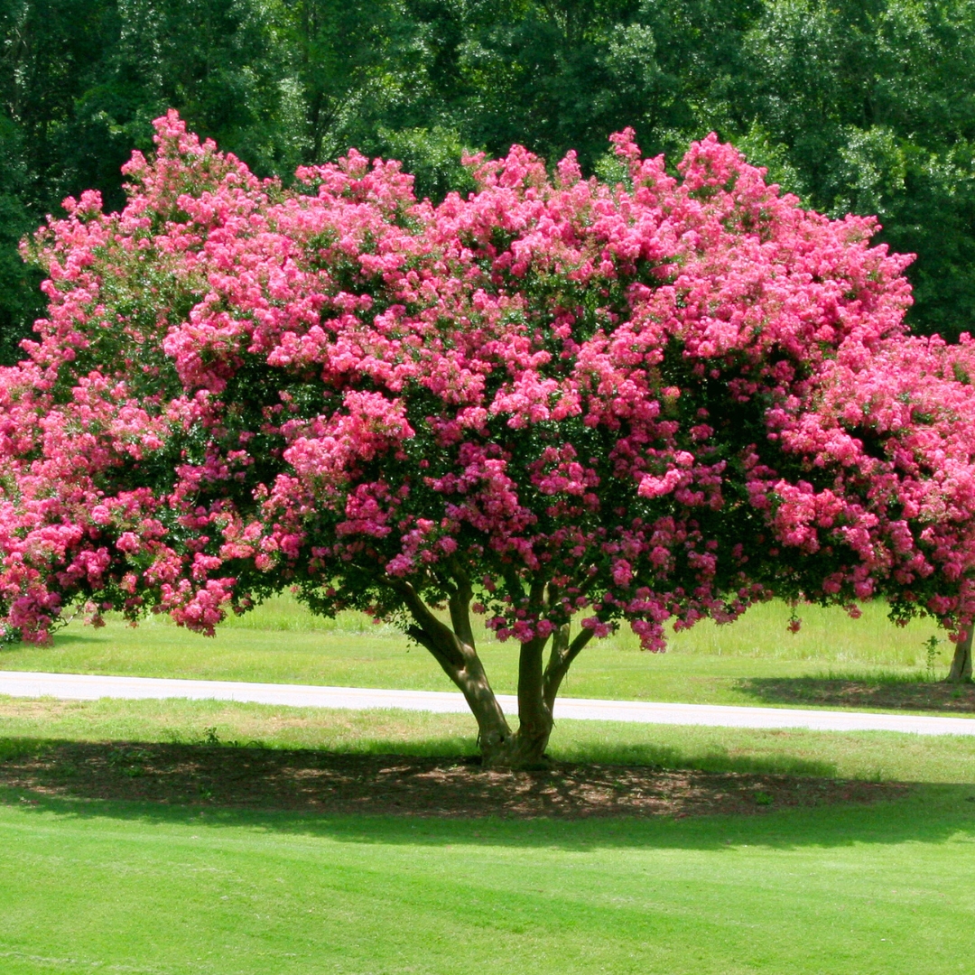 Crape Myrtle 'Tuscarora'