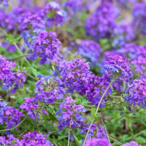 Verbena 'Homestead Purple'