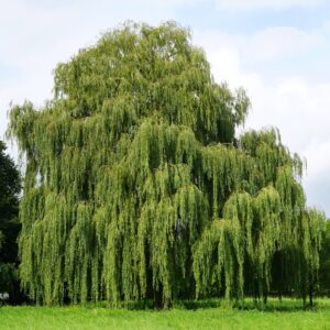 Weeping Willow