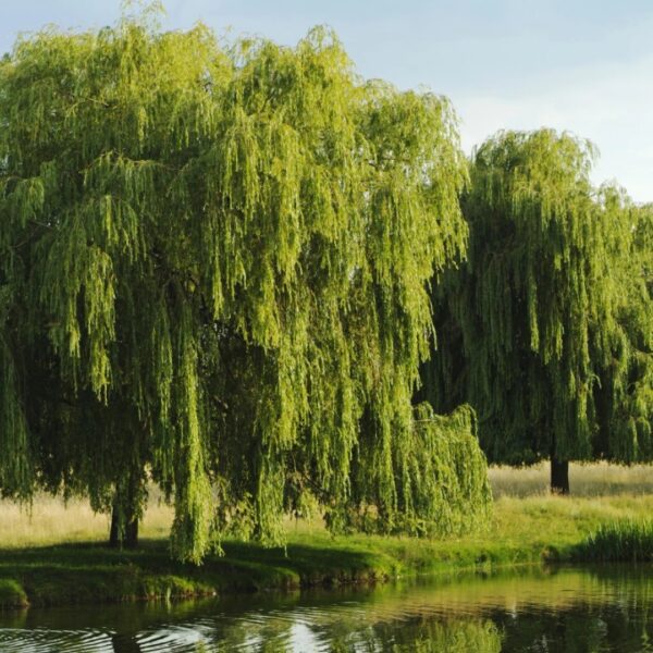 two Weeping Willows