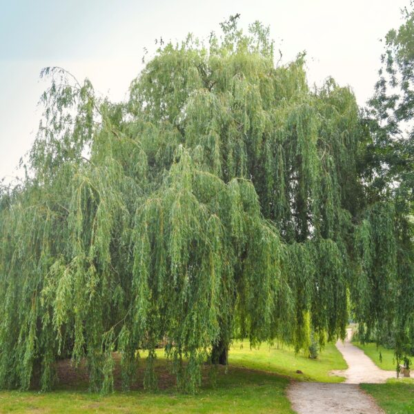 Weeping Willow at the park