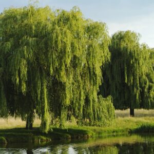 Weeping Willow