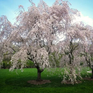 Flowering Cherry 'Weeping Yoshino'