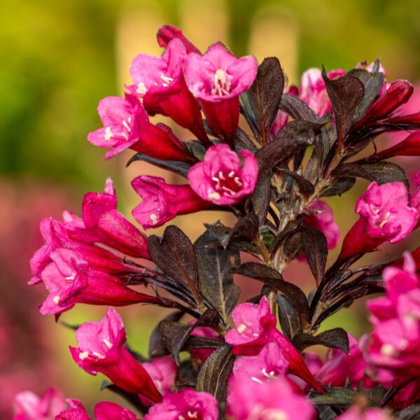 Weigela Wine And Roses flowers