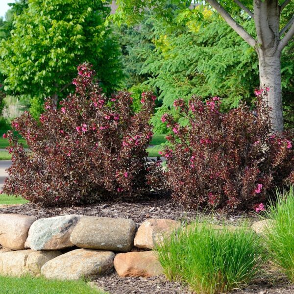 Weigela Wine And Roses shrubs