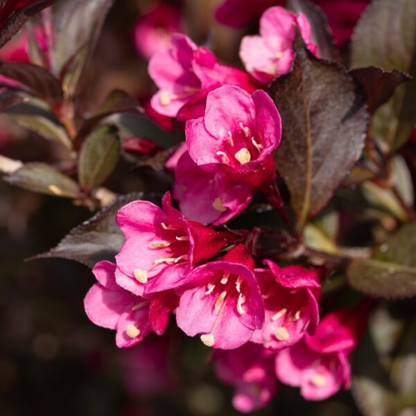 Weigela Wine And Roses flower cluster