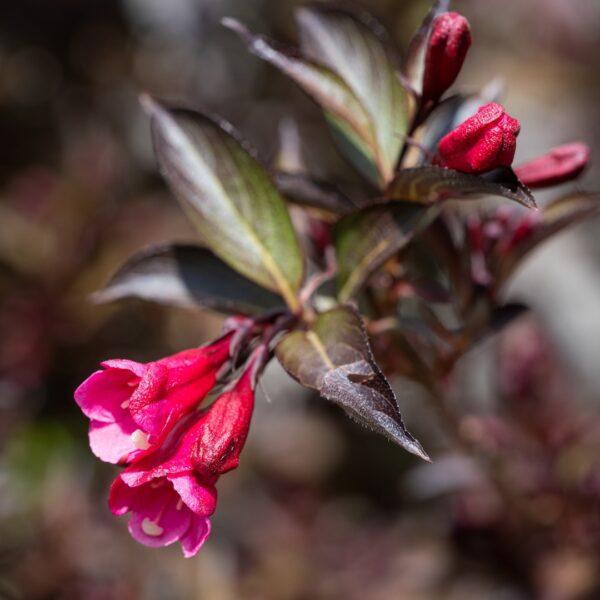 Weigela Wine And Roses close up