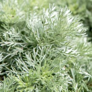 Artemisia 'Silver Mound'