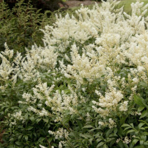Astilbe 'Deutschland White'