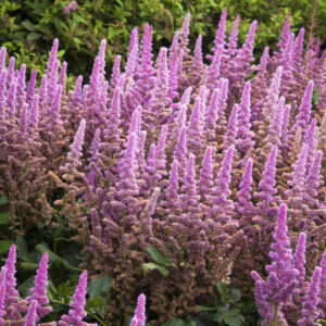 Astilbe ‘Vision in Pink’