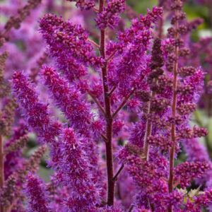 Astilbe 'Vision in Red'