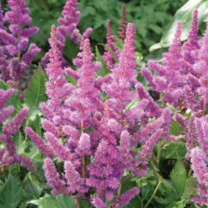 Astilbe ‘Visions’