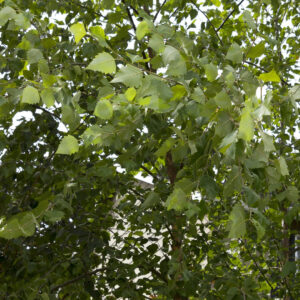 Dura Heat® River Birch