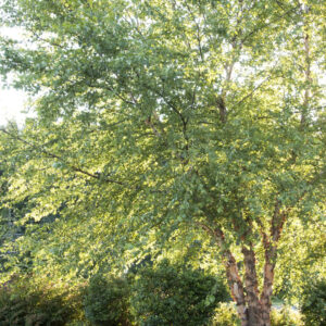 River Birch 'Heritage'