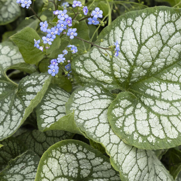 brunnera_jack_frost_1