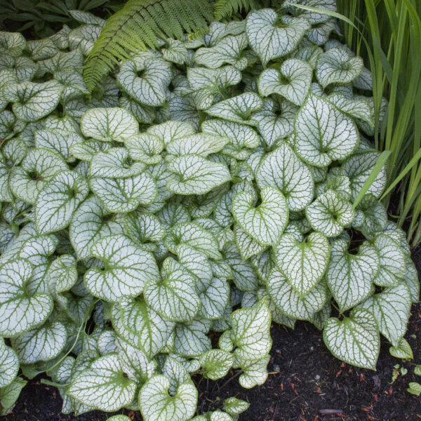 brunnera_jack_frost_2