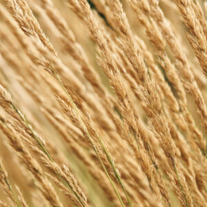 Calamagrostis 'Karl Foerster'