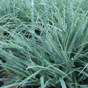 Carex 'Blue Zinger'