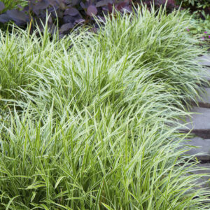 Carex 'Ice Dance'