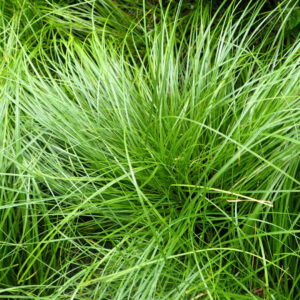 Carex 'Pensylvanica'