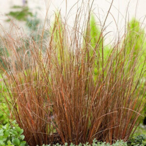 Carex 'Red Rooster'