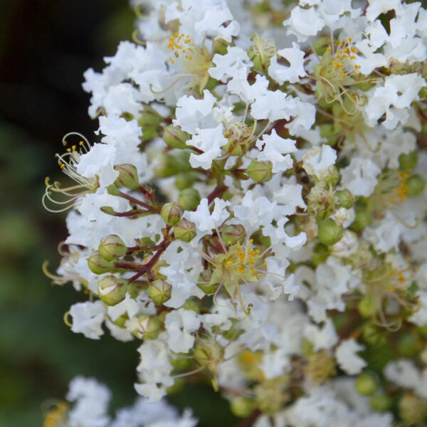 Crape Myrtle 'Natchez' - Image 3