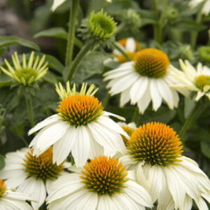 Echinacea PowWow® White