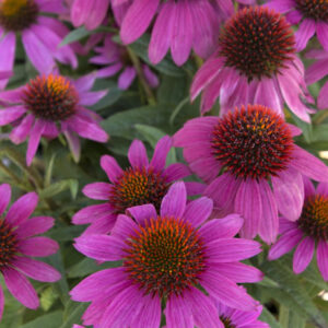 Echinacea PowWow® 'Wild Berry'