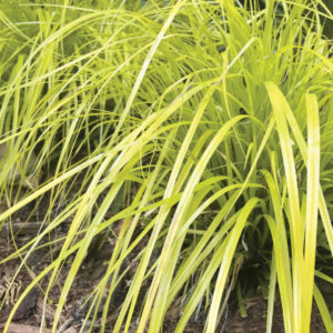 Carex 'Everillo'