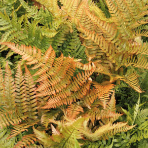 Fern 'Autumn Brilliance'