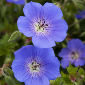 Geranium 'Rozanne'