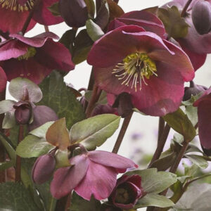 Helleborus 'Anna's Red'