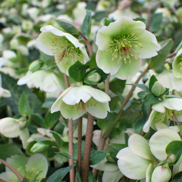 Helleborus, Molly's White