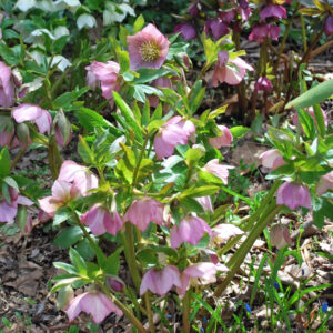 Helleborus 'Royal Heritage'