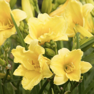 Hemerocallis 'Happy Returns'