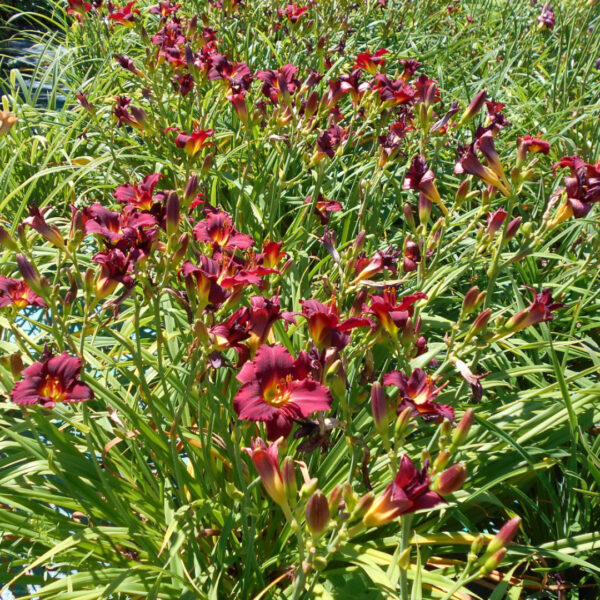 Hemerocallis 'Pardon Me' - Image 2