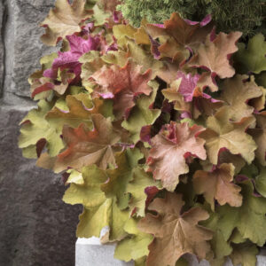 Heuchera 'Caramel'