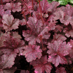 Heuchera 'Midnight Rose'