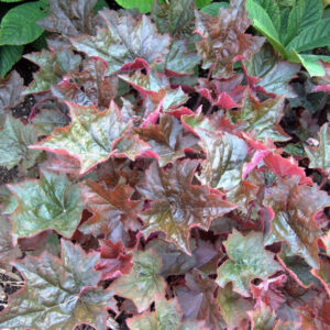 Heuchera 'Purple Palace'