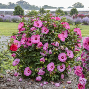 Hibiscus 'Candy Crush'